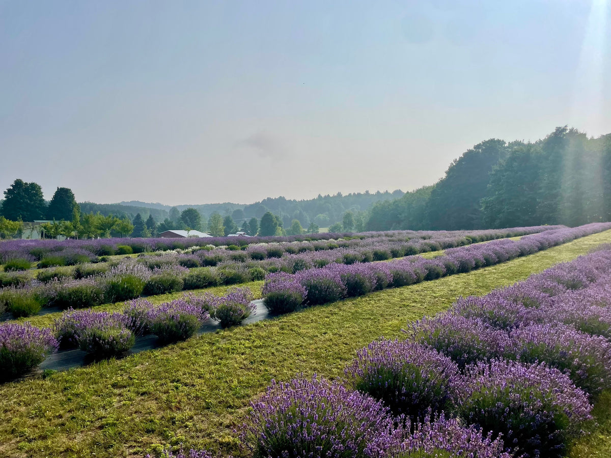 Lavender Bloom and Sound